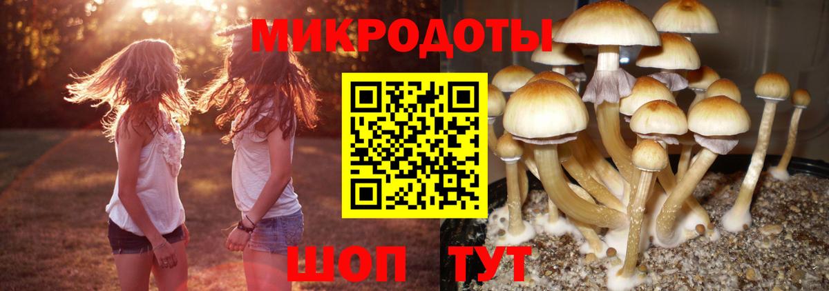 купить закладку  Вход с VPN  Соль-Илецк  Псилоцибиновые грибы Psilocybine cubensis 